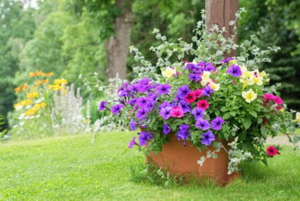 5 moduri de a decora grădina cu ajutorul jardinierelor